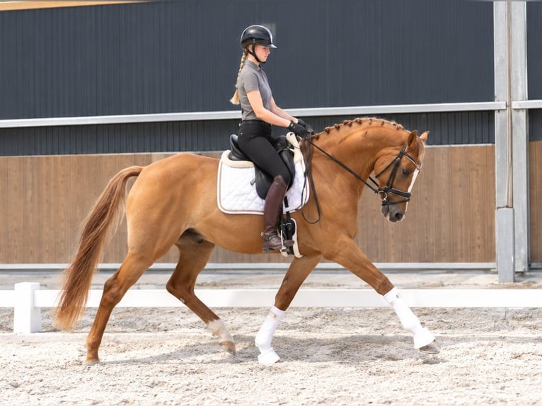 Deutsches Reitpony Wallach 4 Jahre 147 cm Fuchs in Neustadt