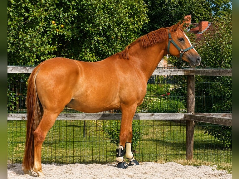 Deutsches Reitpony Wallach 4 Jahre 147 cm Fuchs in Neustadt
