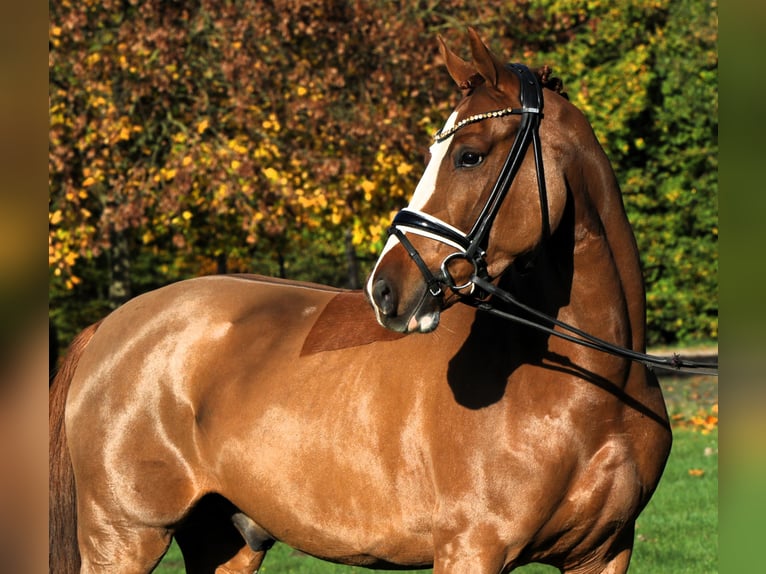 Deutsches Reitpony Wallach 4 Jahre 147 cm Fuchs in Rehburg-Loccum Münchehagen