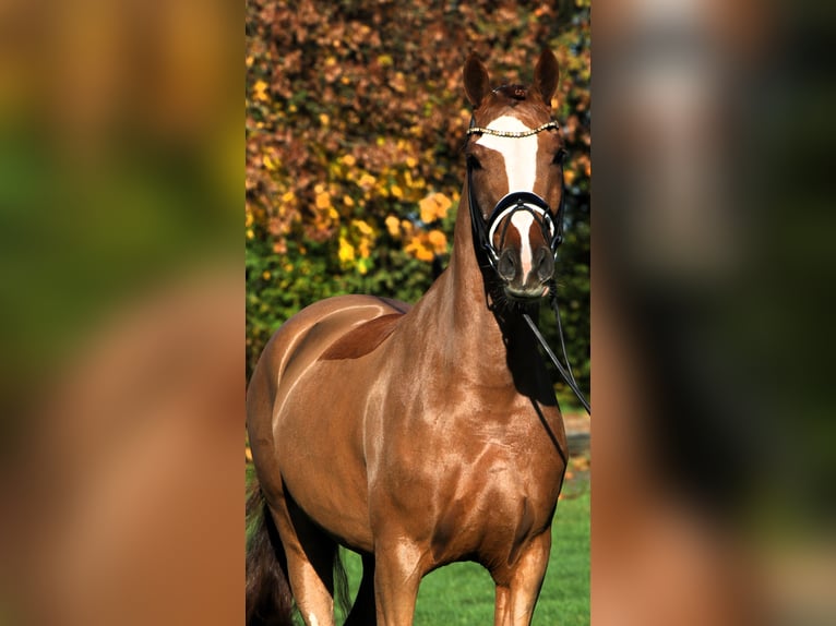 Deutsches Reitpony Wallach 4 Jahre 147 cm Fuchs in Rehburg-Loccum Münchehagen