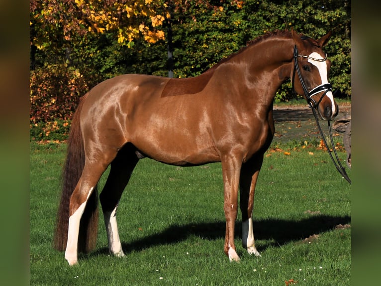 Deutsches Reitpony Wallach 4 Jahre 147 cm Fuchs in Rehburg-Loccum Münchehagen