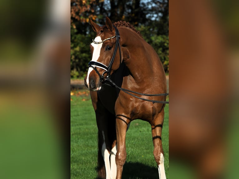 Deutsches Reitpony Wallach 4 Jahre 147 cm Fuchs in Rehburg-Loccum Münchehagen