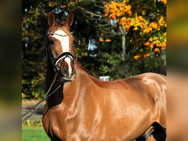 Deutsches Reitpony Wallach 4 Jahre 147 cm Fuchs in Rehburg-Loccum Münchehagen