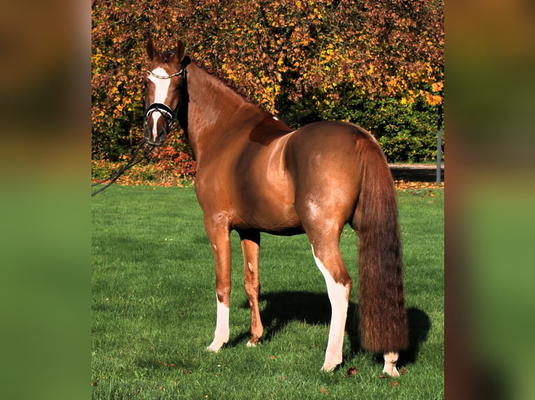 Deutsches Reitpony Wallach 4 Jahre 147 cm Fuchs in Rehburg-Loccum Münchehagen