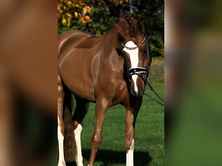 Deutsches Reitpony Wallach 4 Jahre 147 cm Fuchs in Rehburg-Loccum Münchehagen