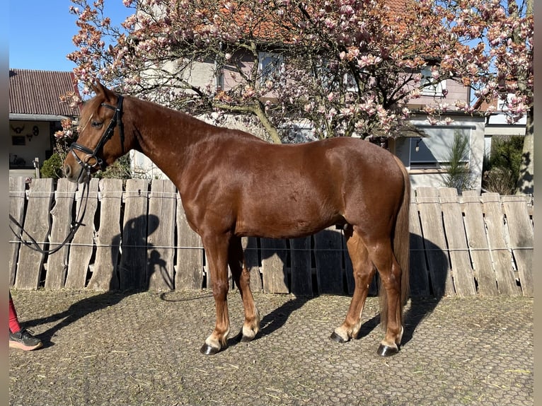 Deutsches Reitpony Wallach 4 Jahre 147 cm Fuchs in Burgdorf