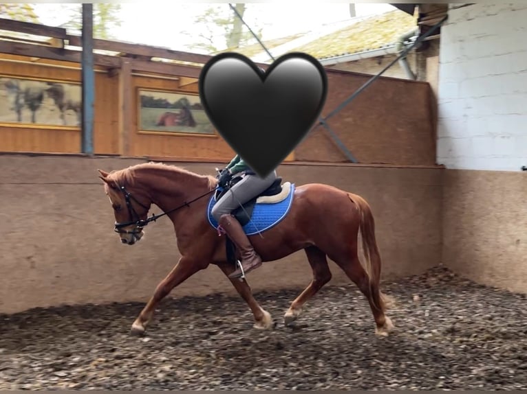 Deutsches Reitpony Wallach 4 Jahre 147 cm Fuchs in Burgdorf