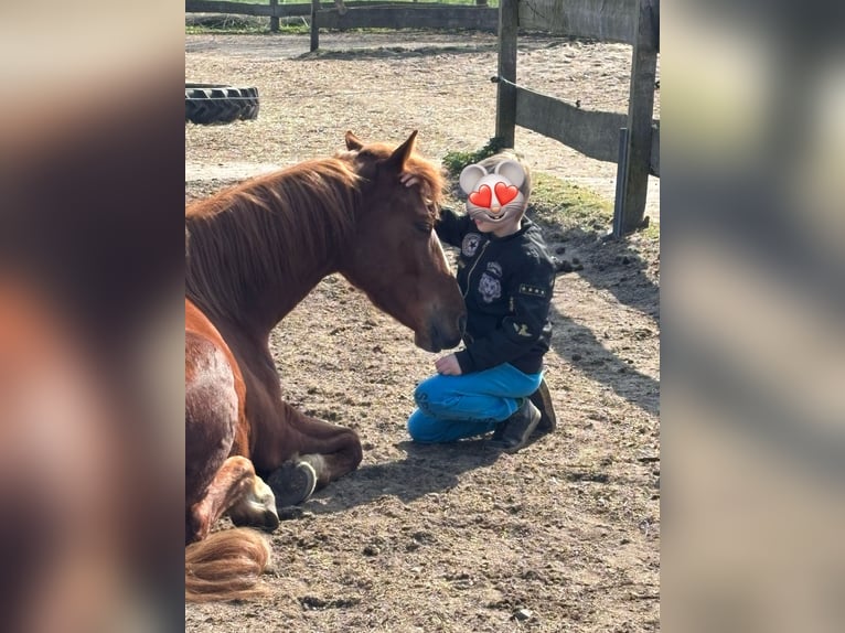 Deutsches Reitpony Wallach 4 Jahre 147 cm Fuchs in Burgdorf