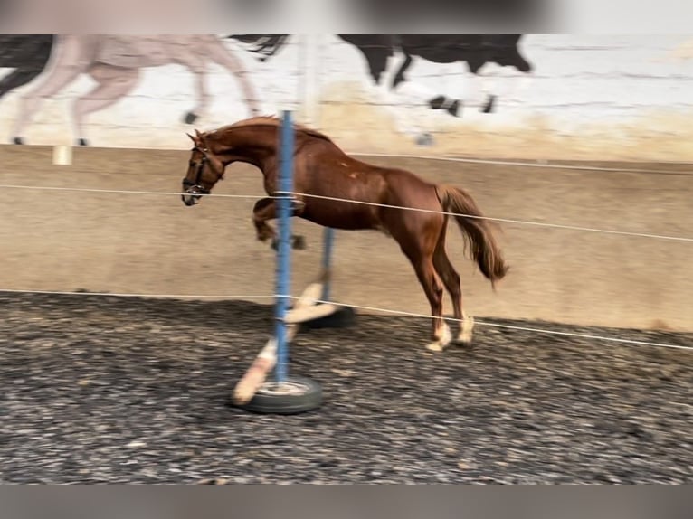 Deutsches Reitpony Wallach 4 Jahre 147 cm Fuchs in Burgdorf