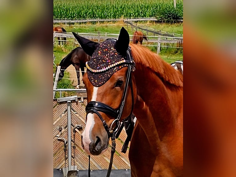 Deutsches Reitpony Wallach 4 Jahre 147 cm Fuchs in Ruppichteroth