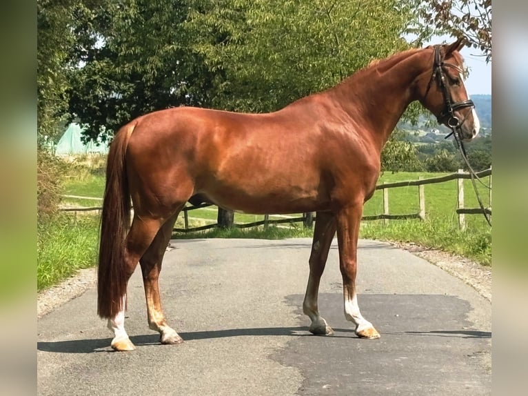 Deutsches Reitpony Wallach 4 Jahre 147 cm Fuchs in Ruppichteroth