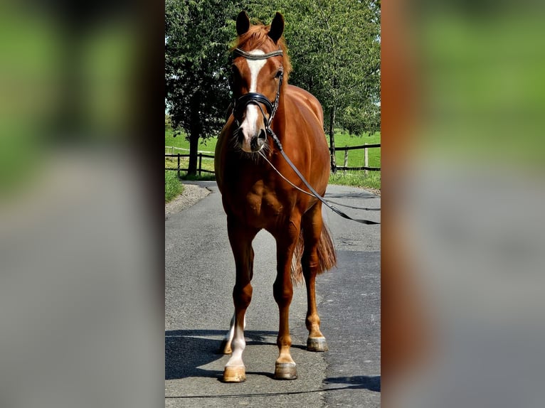 Deutsches Reitpony Wallach 4 Jahre 147 cm Fuchs in Ruppichteroth