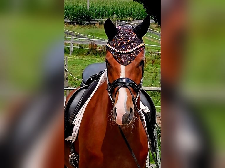 Deutsches Reitpony Wallach 4 Jahre 147 cm Fuchs in Ruppichteroth