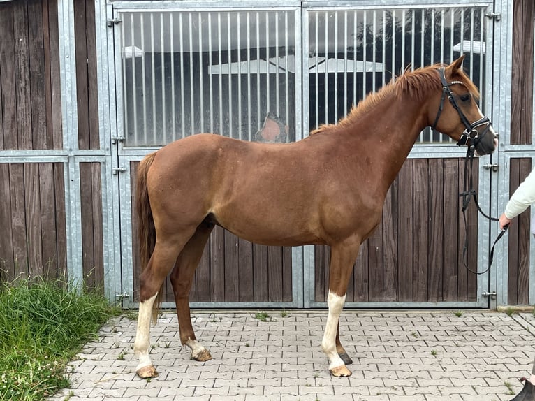 Deutsches Reitpony Wallach 4 Jahre 147 cm Fuchs in Scharnebeck