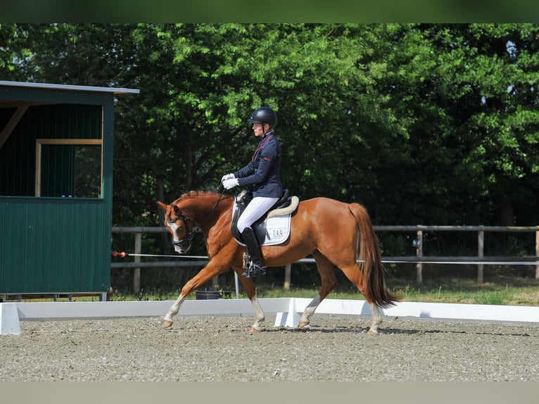 Deutsches Reitpony Wallach 4 Jahre 147 cm Fuchs in Sch&#xF6;nefeld