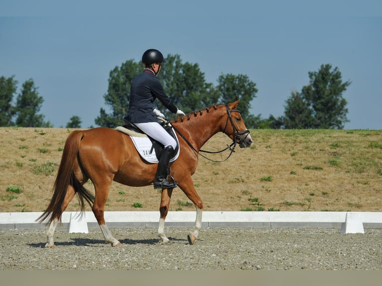 Deutsches Reitpony Wallach 4 Jahre 147 cm Fuchs in Sch&#xF6;nefeld