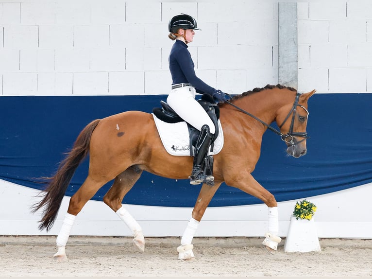 Deutsches Reitpony Wallach 4 Jahre 147 cm Fuchs in Marsberg