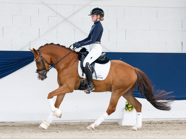 Deutsches Reitpony Wallach 4 Jahre 147 cm Fuchs in Marsberg