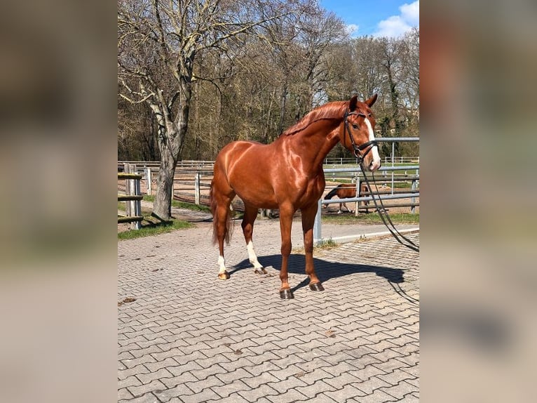 Deutsches Reitpony Wallach 4 Jahre 147 cm Fuchs in Leipzig