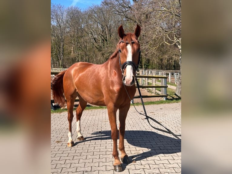 Deutsches Reitpony Wallach 4 Jahre 147 cm Fuchs in Leipzig