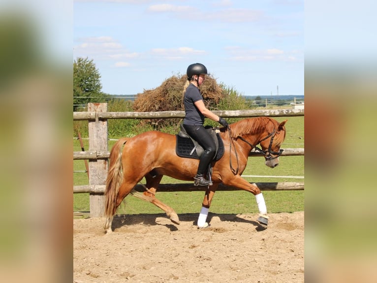 Deutsches Reitpony Wallach 4 Jahre 147 cm Fuchs in Niendorf St.