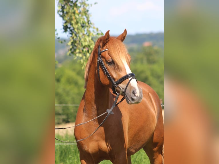 Deutsches Reitpony Wallach 4 Jahre 147 cm Fuchs in Niendorf St.