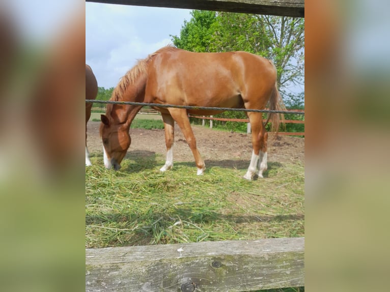Deutsches Reitpony Wallach 4 Jahre 147 cm Fuchs in Petershagen