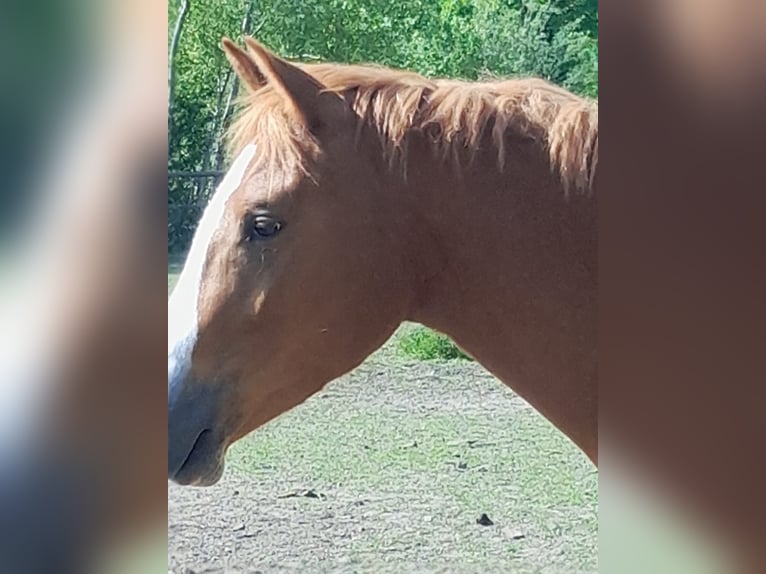 Deutsches Reitpony Wallach 4 Jahre 147 cm Fuchs in Petershagen