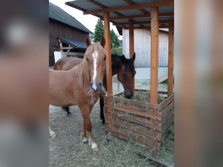 Deutsches Reitpony Mix Wallach 4 Jahre 147 cm Fuchs in Thierberg