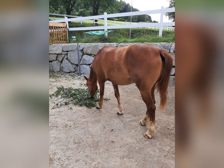 Deutsches Reitpony Mix Wallach 4 Jahre 147 cm Fuchs in Thierberg