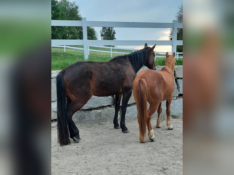 Deutsches Reitpony Mix Wallach 4 Jahre 147 cm Fuchs in Thierberg