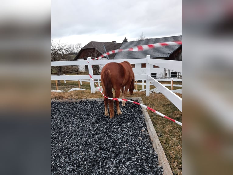 Deutsches Reitpony Mix Wallach 4 Jahre 147 cm Fuchs in Thierberg