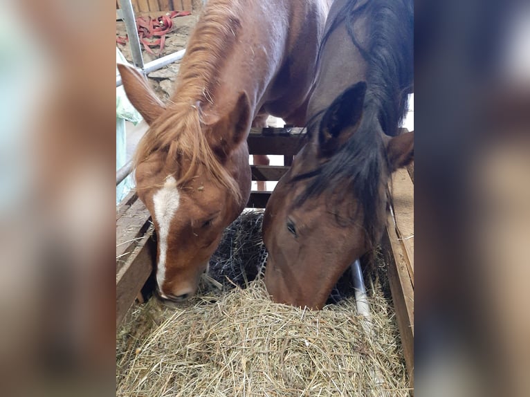 Deutsches Reitpony Mix Wallach 4 Jahre 147 cm Fuchs in Thierberg