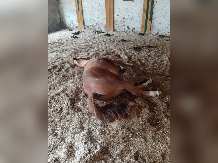 Deutsches Reitpony Mix Wallach 4 Jahre 147 cm Fuchs in Thierberg