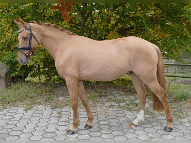 Deutsches Reitpony Wallach 4 Jahre 147 cm Fuchs in Jesteburg