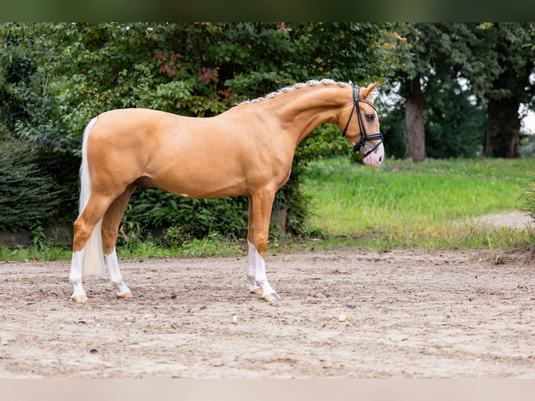 Deutsches Reitpony Wallach 4 Jahre 147 cm Palomino in Ahlen
