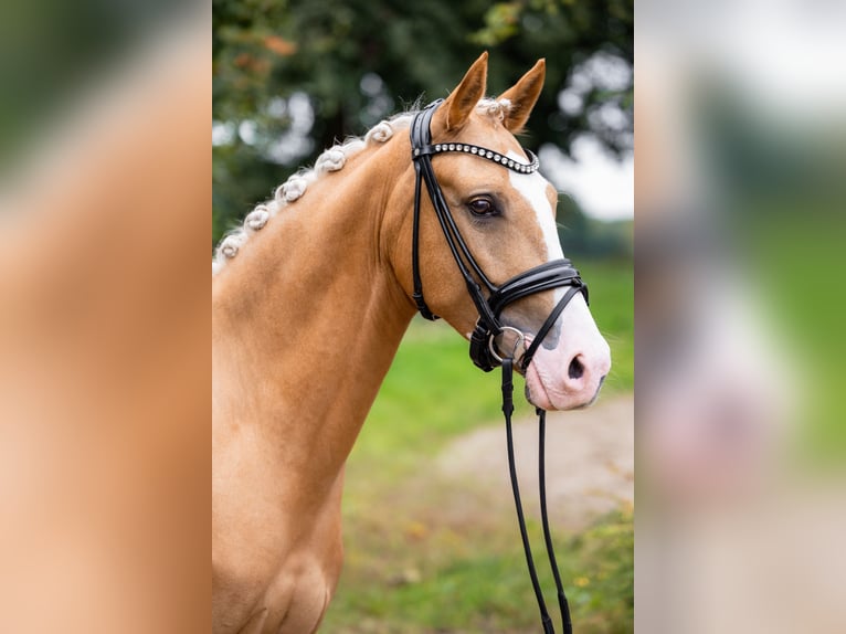 Deutsches Reitpony Wallach 4 Jahre 147 cm Palomino in Ahlen