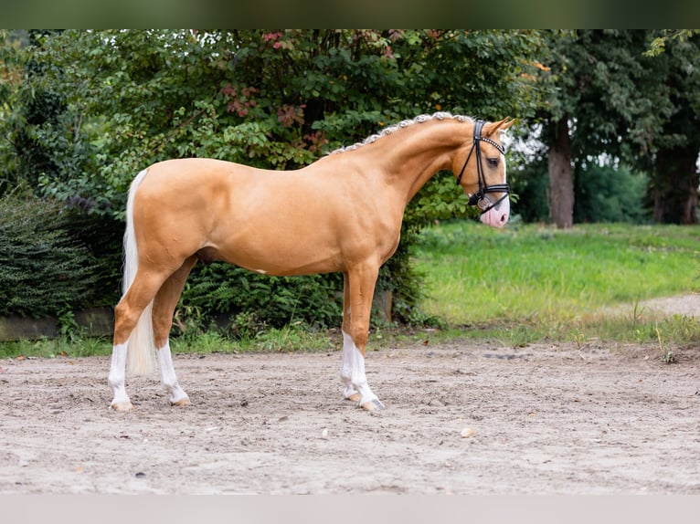 Deutsches Reitpony Wallach 4 Jahre 147 cm Palomino in Ahlen