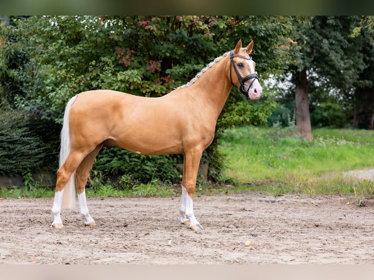 Deutsches Reitpony Wallach 4 Jahre 147 cm Palomino in Ahlen