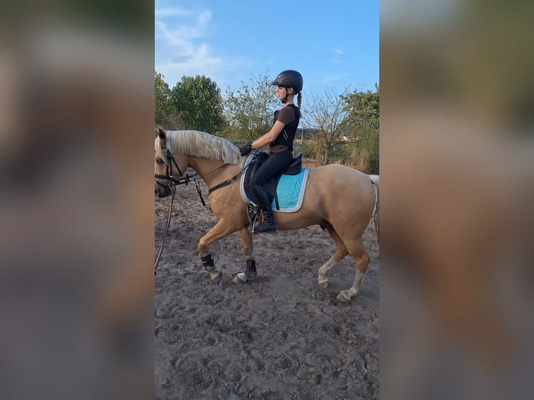 Deutsches Reitpony Wallach 4 Jahre 147 cm Palomino in Diepenau