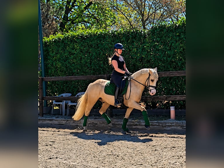 Deutsches Reitpony Wallach 4 Jahre 147 cm Palomino in Kempen