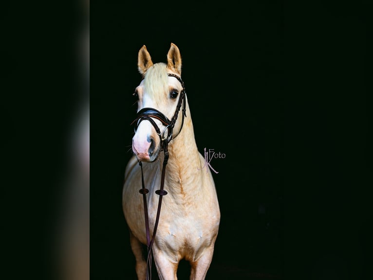 Deutsches Reitpony Wallach 4 Jahre 147 cm Palomino in Kempen