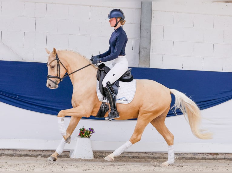 Deutsches Reitpony Wallach 4 Jahre 147 cm Palomino in Marsberg