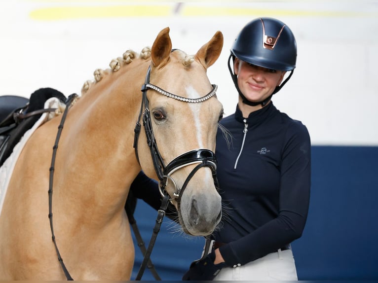 Deutsches Reitpony Wallach 4 Jahre 147 cm Palomino in Marsberg
