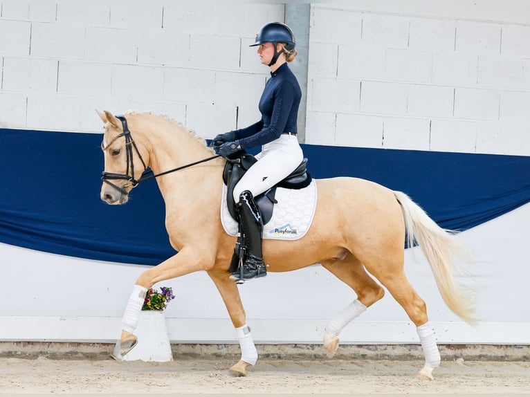 Deutsches Reitpony Wallach 4 Jahre 147 cm Palomino in Marsberg