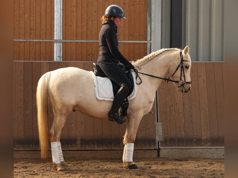 Deutsches Reitpony Wallach 4 Jahre 147 cm Palomino in Floß