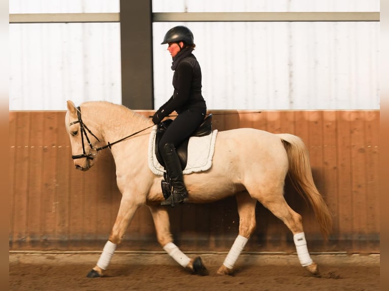 Deutsches Reitpony Wallach 4 Jahre 147 cm Palomino in Floß