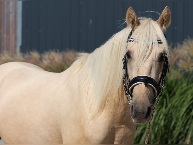 Deutsches Reitpony Wallach 4 Jahre 147 cm Palomino in Floß