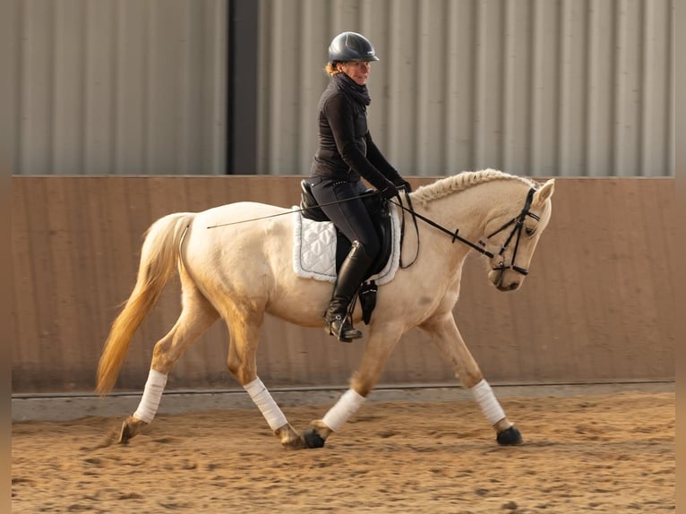 Deutsches Reitpony Wallach 4 Jahre 147 cm Palomino in Floß