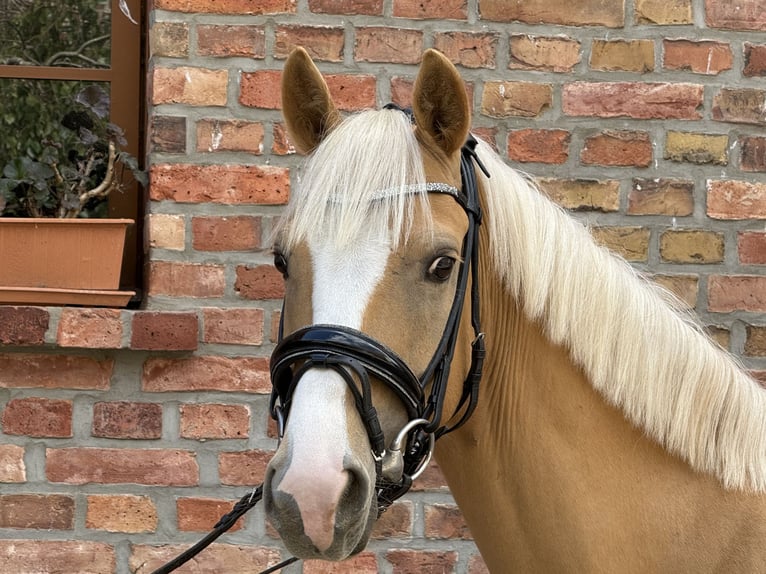 Deutsches Reitpony Wallach 4 Jahre 147 cm Palomino in Thyrow